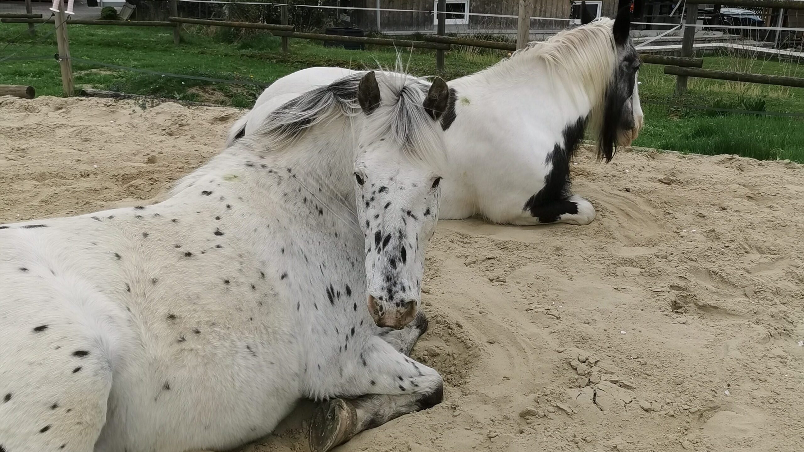 Zwei Schimmel liegen entspannt im sandigen Longierbereich, begrenzt von Holzäunen auf Rasen, im Vordergrund eines Holzhauses